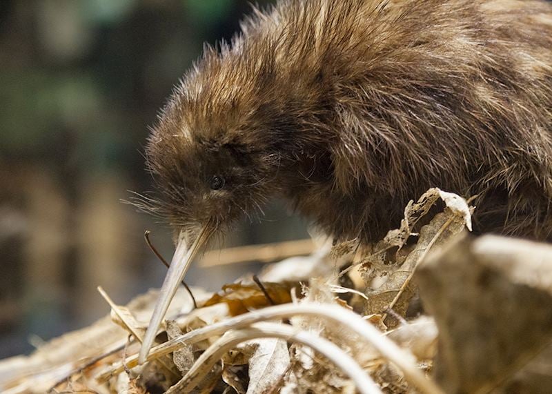 Kiwi bird