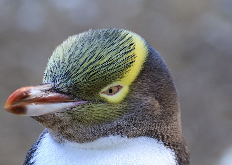 Yellow eyed penguin