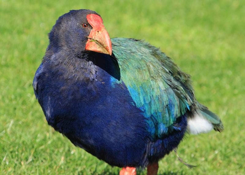 Takahe