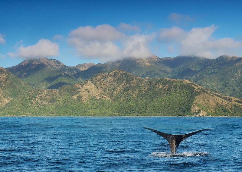 Sperm whale, Kaikoura