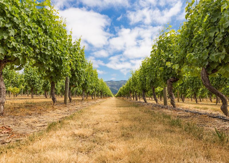 Vineyards of Blenheim