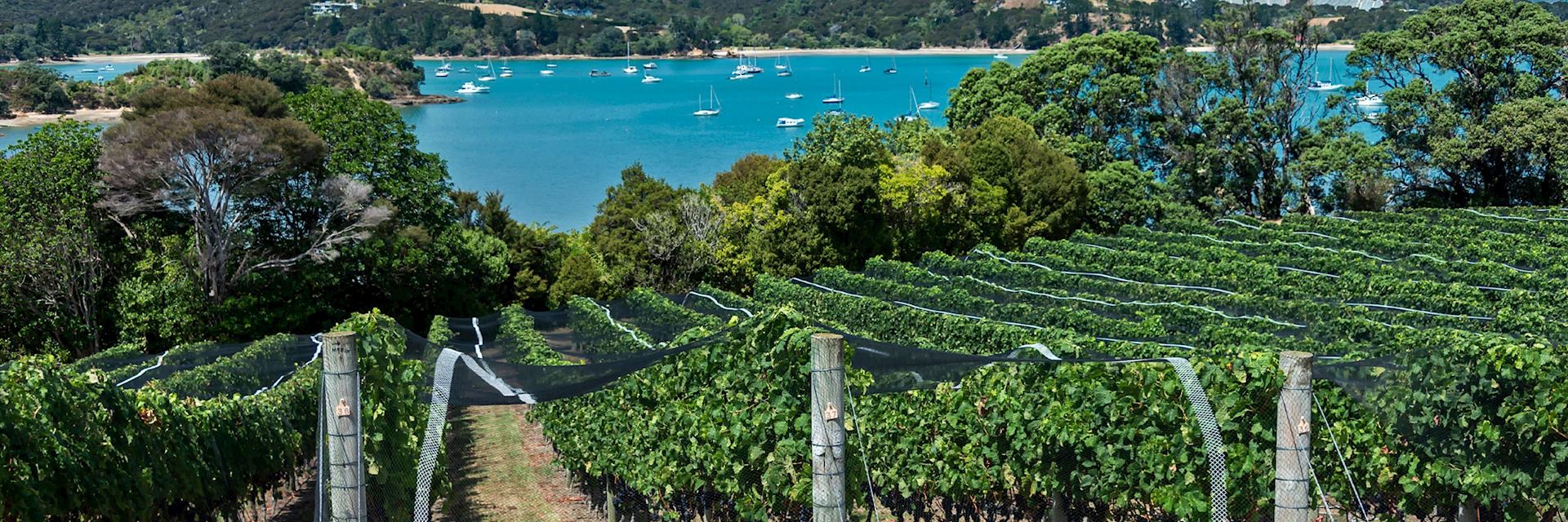 Visit one of Waiheke Island's vineyards