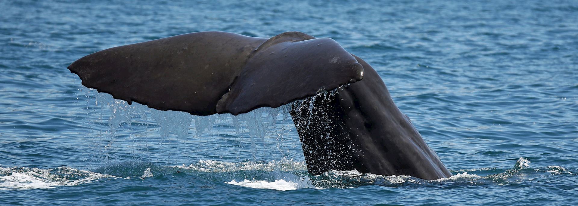 Sperm whale, Kaikoura