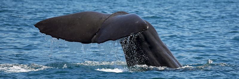 Sperm whale, Kaikoura