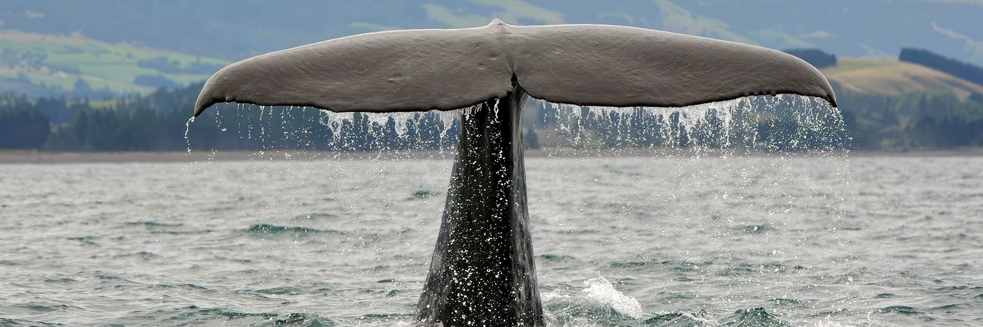 Sperm whale, Kaikoura