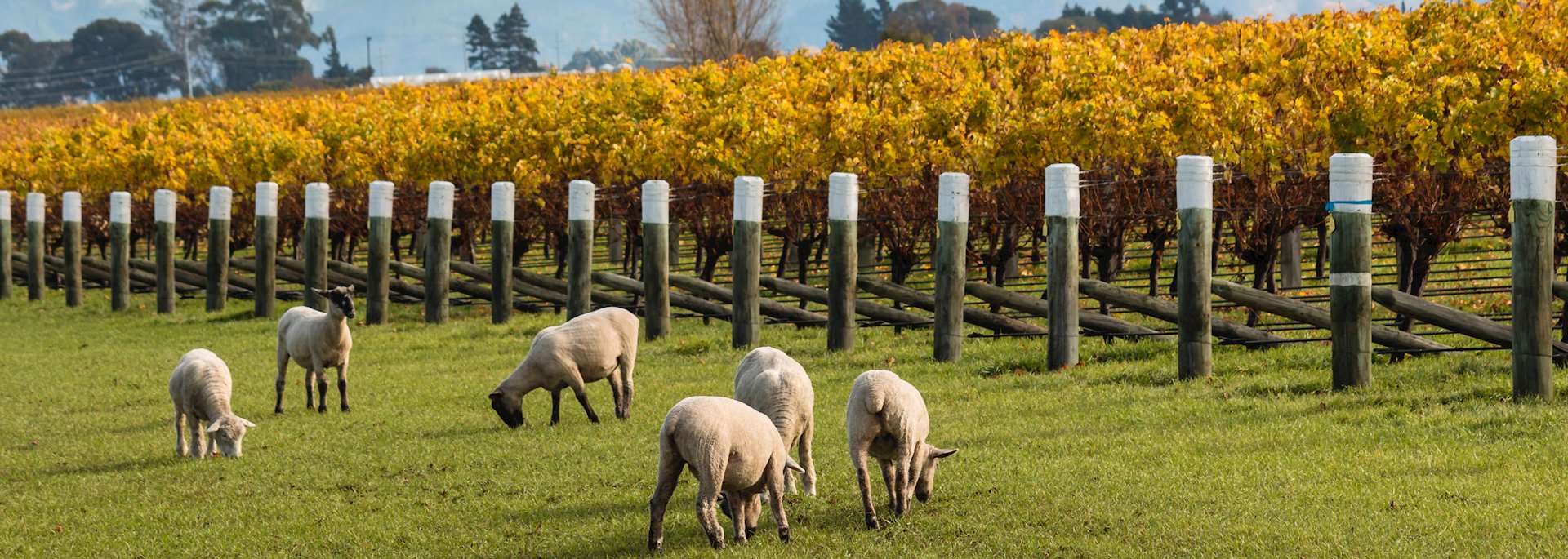 Sheep grazing at a vineyard in Blenheim