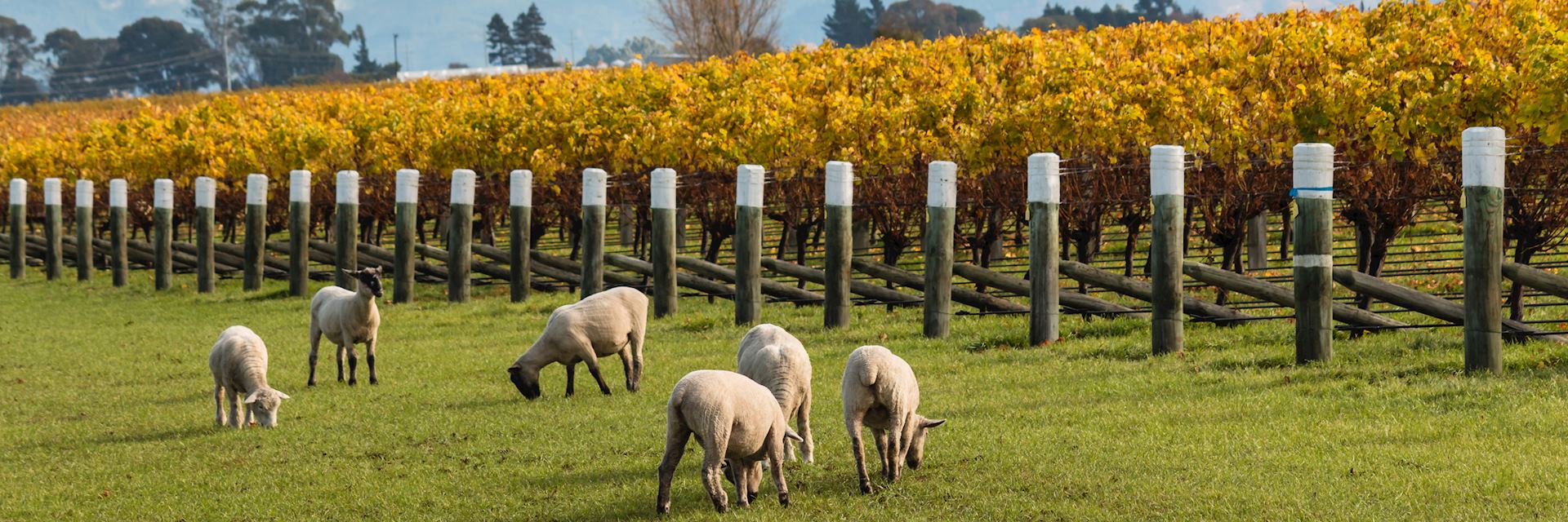 Sheep grazing at a vineyard in Blenheim