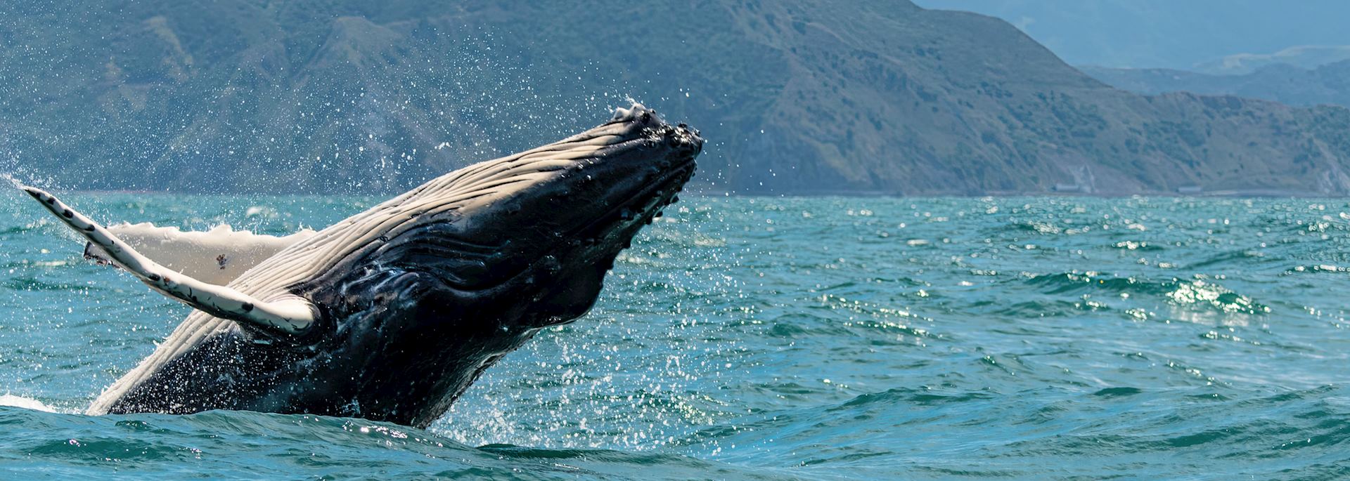 Humpback whale off Kaikoura