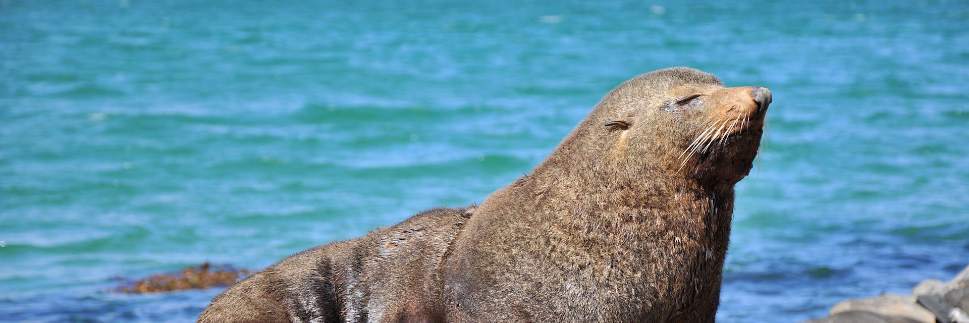 Seal in the Otago Peninsula