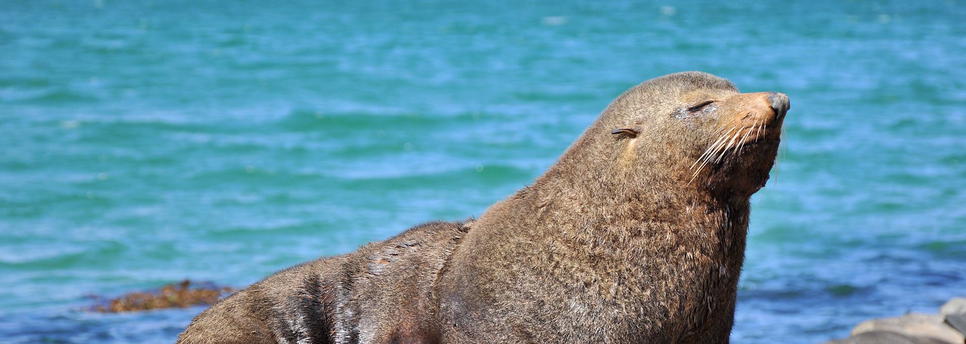 Seal in the Otago Peninsula