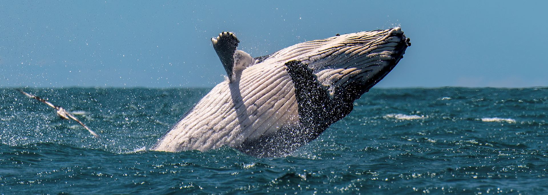 Humpback whale breaching off the coast of Kaikoura