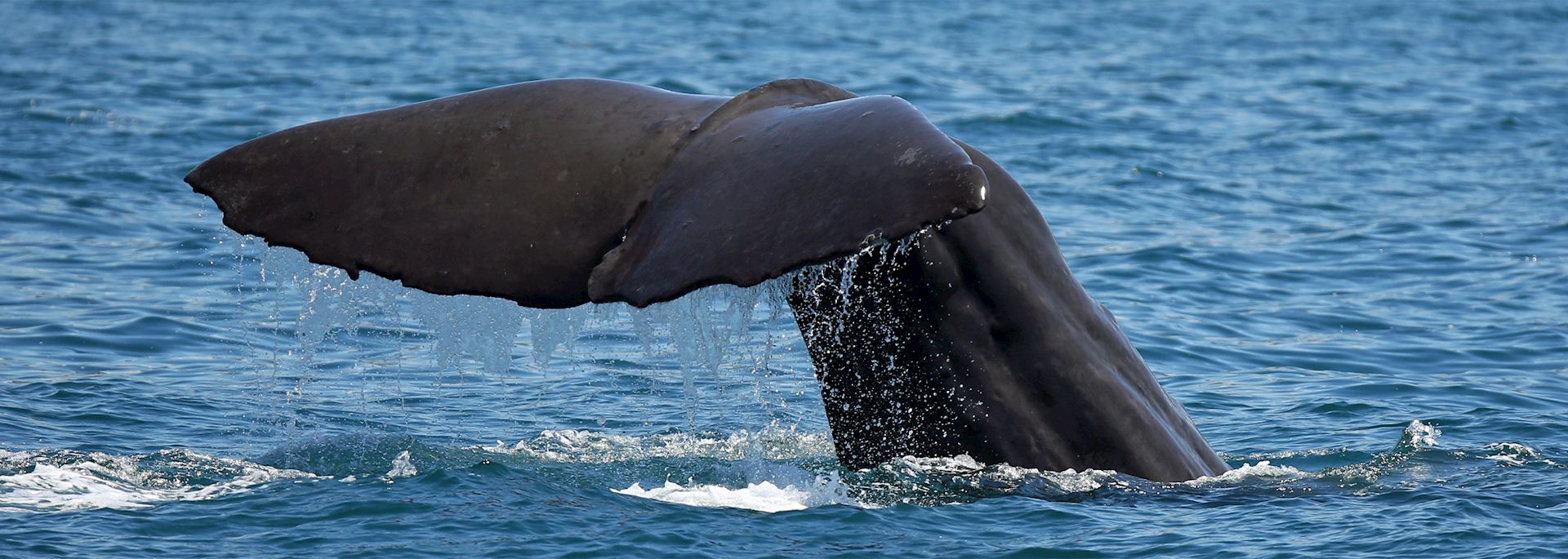 Sperm whale, Kaikoura