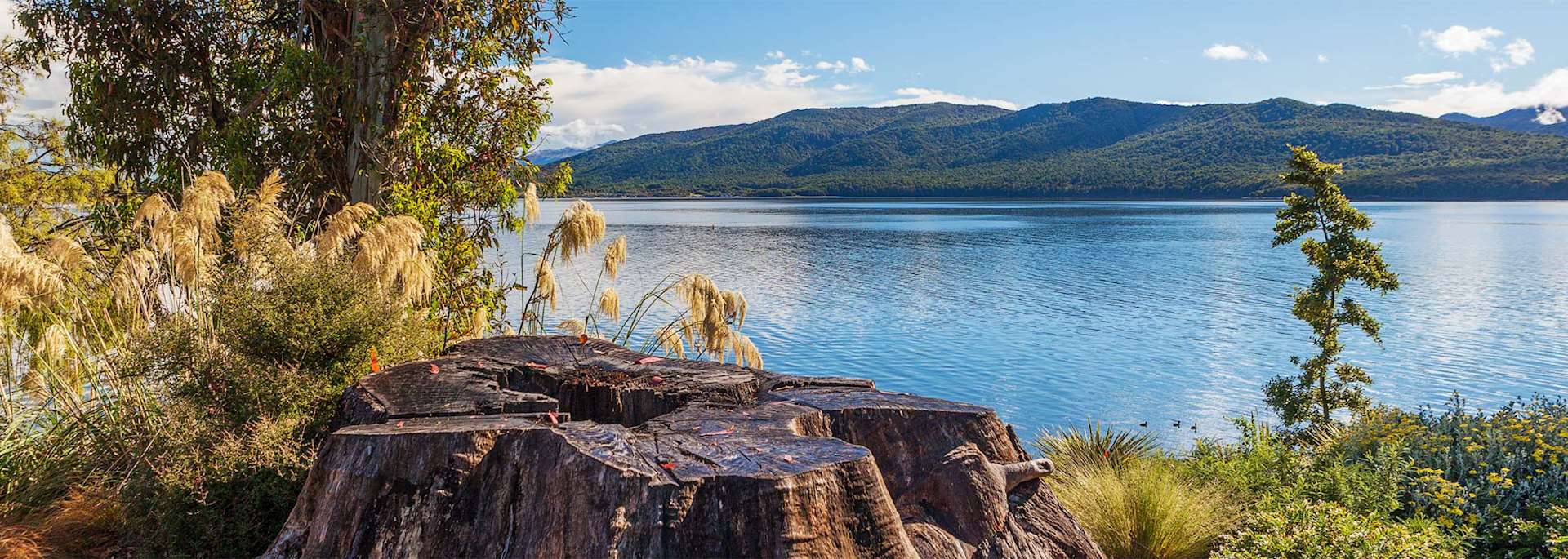 Lake Te Anau shore