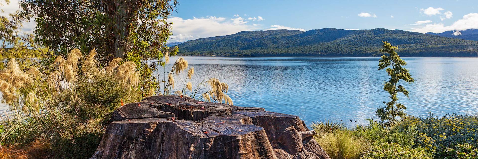 Lake Te Anau shore