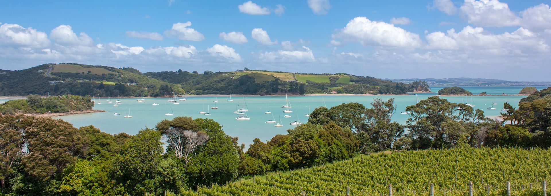 Vineyard on Waiheke Island