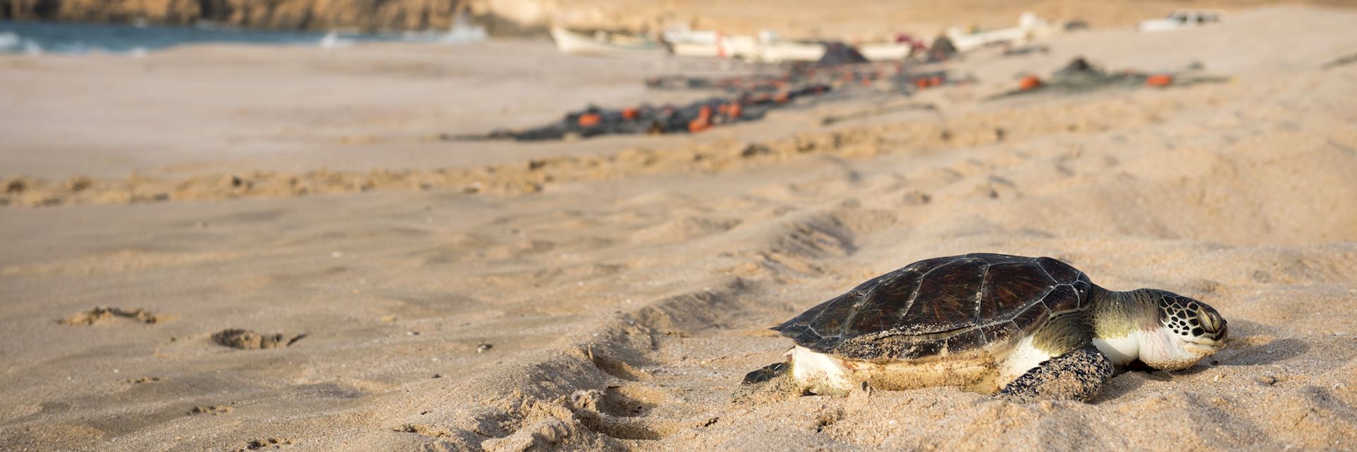 Turtle Beach, Turtle Conservation in Oman