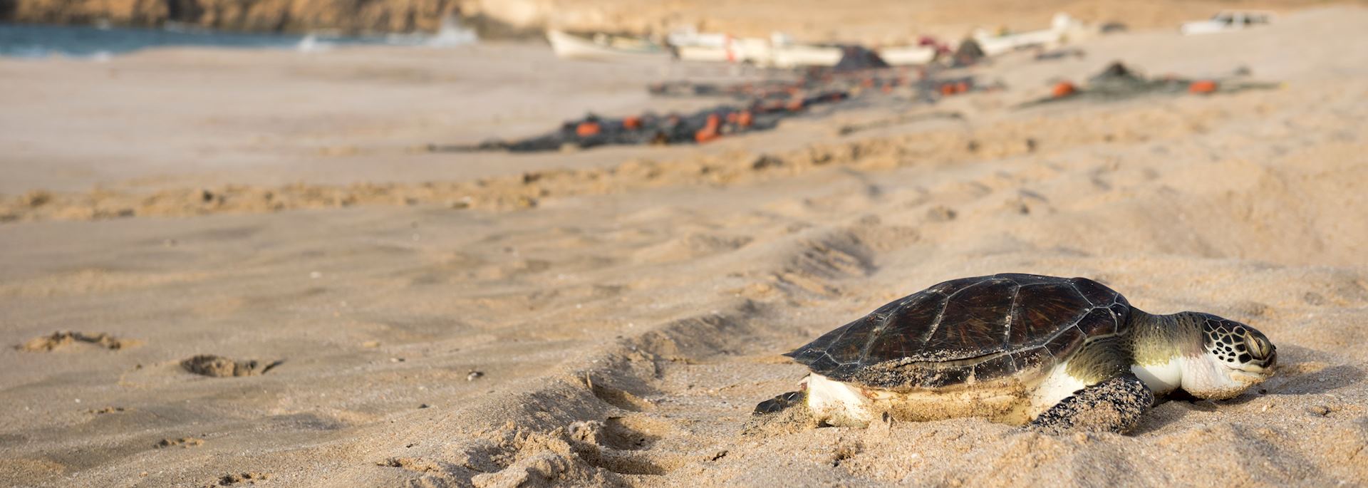 Sea turtle at Raz al Jinz