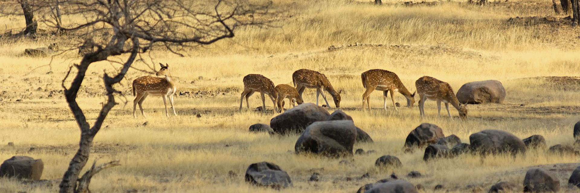 Kanha National Park