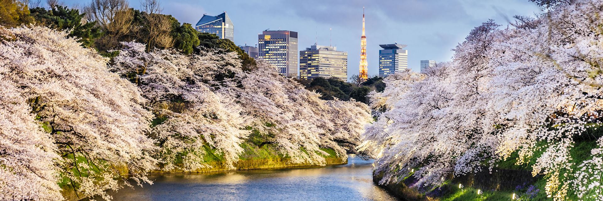 Cherry Blossom in Tokyo