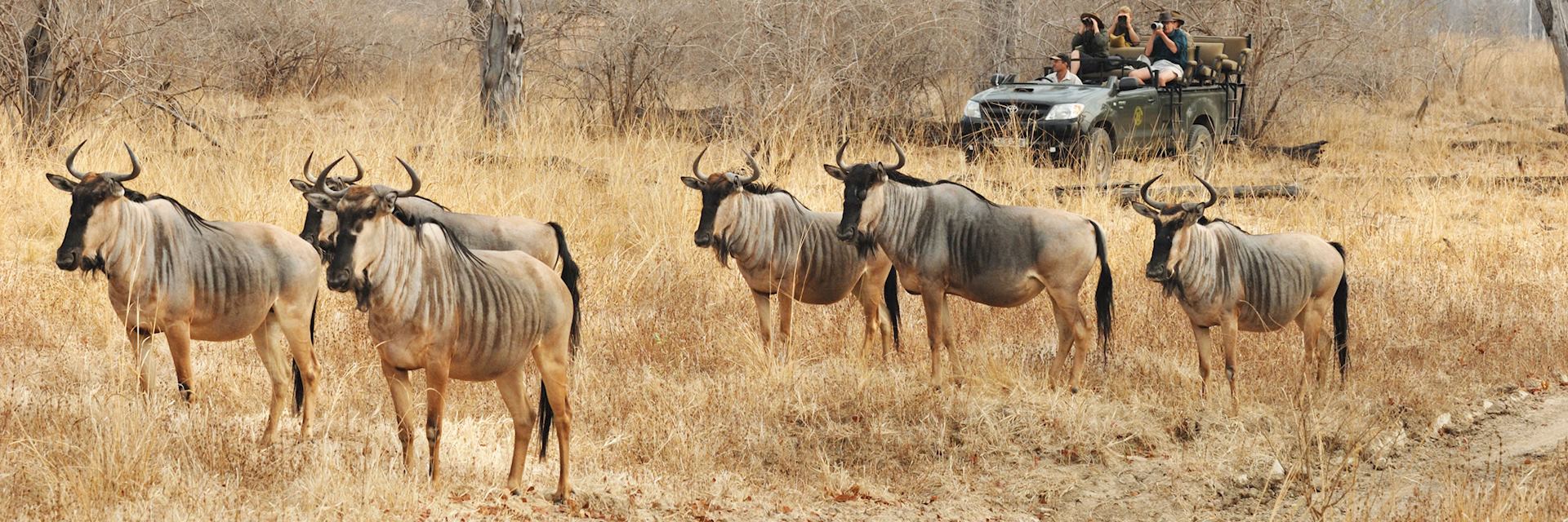 South Luangwa National Park