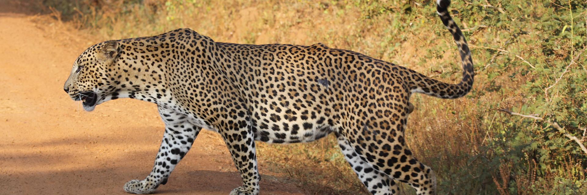 Leopard in Yala National Park