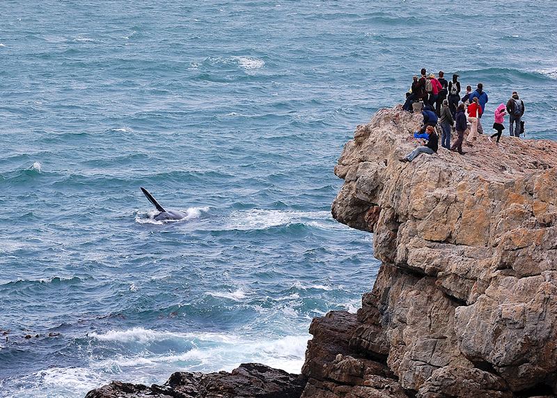 Southern right whale off the coast of Hermanus