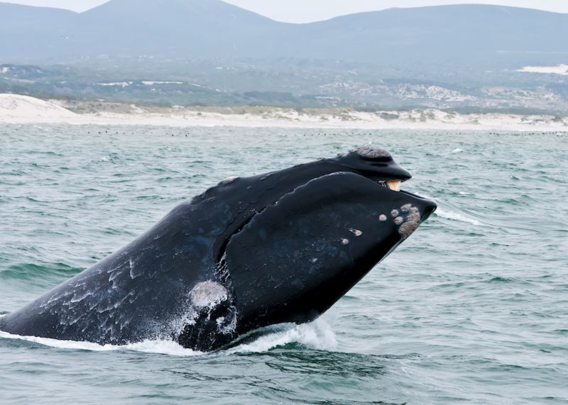 Southern right whale off the coast of Hermanus, South Africa