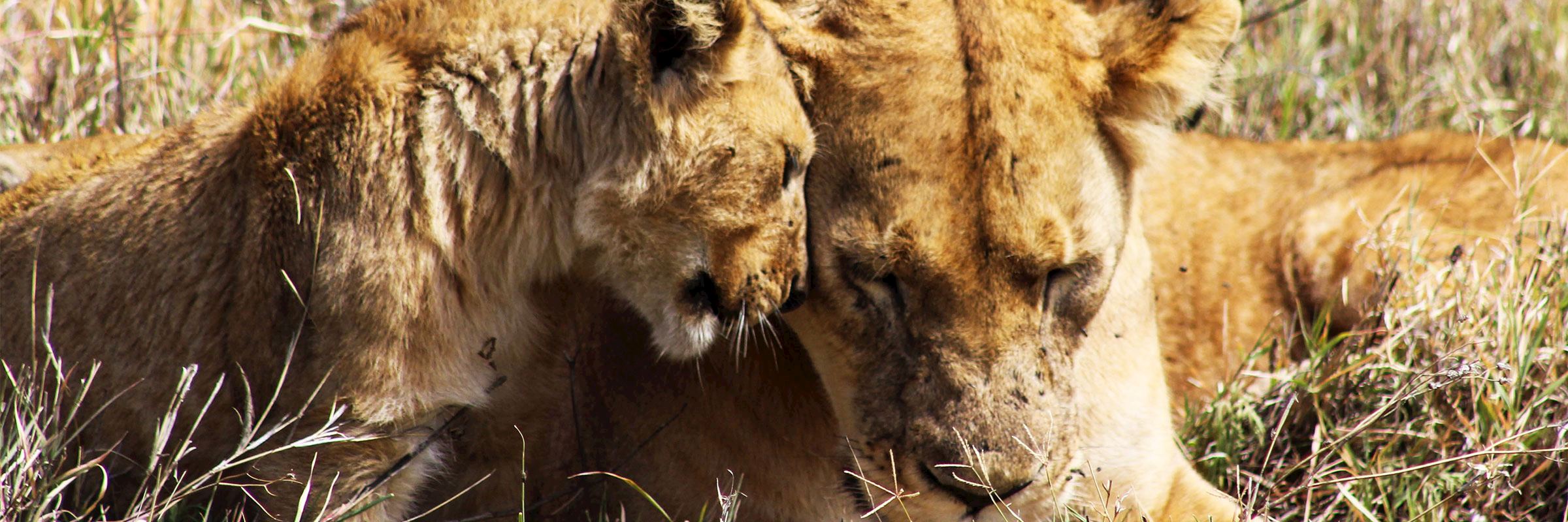 Lioness and her cub, Ngorongoro Crater