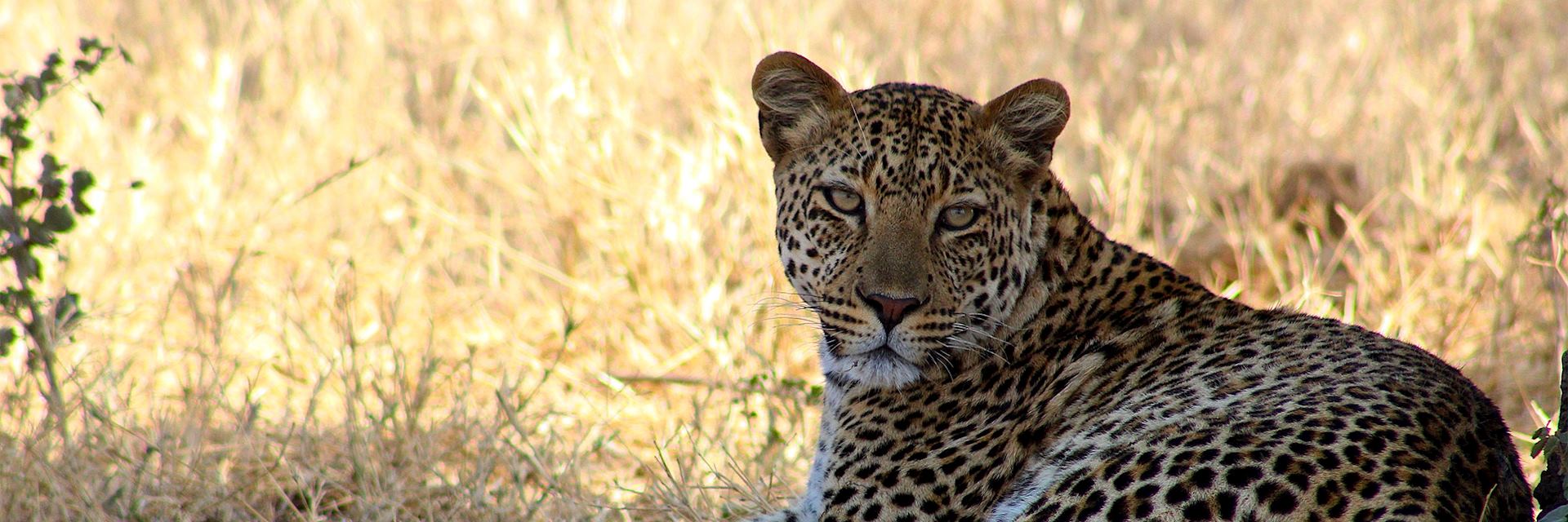 Leopard, Khwai Concession