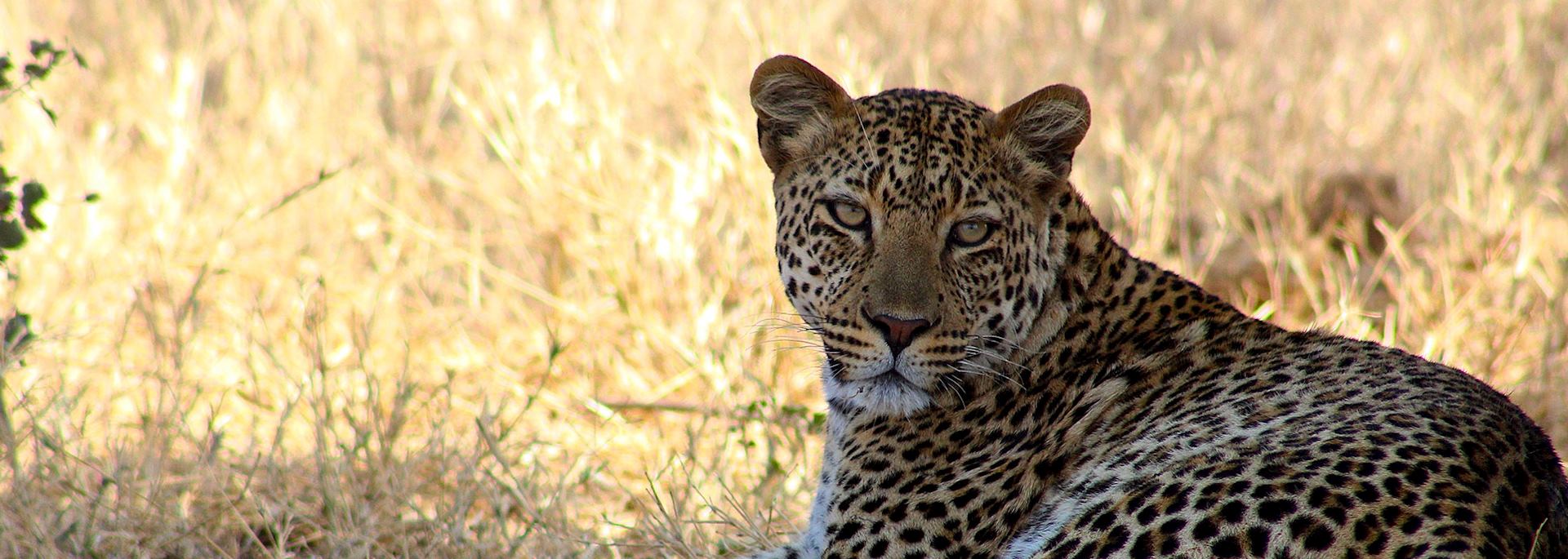Leopard, Khwai Concession