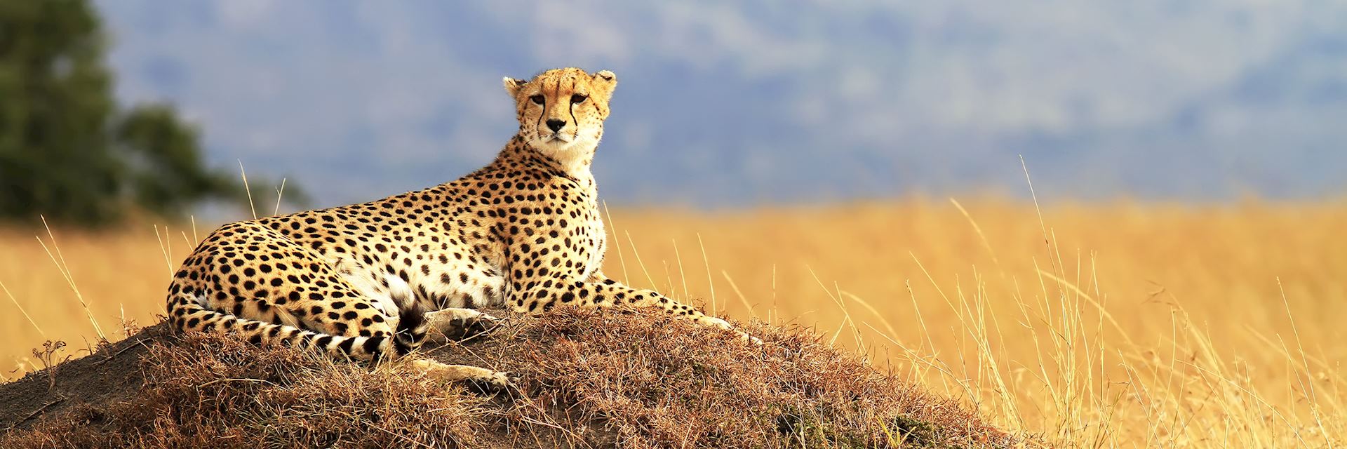 A cheetah in the Masai Mara, Kenya
