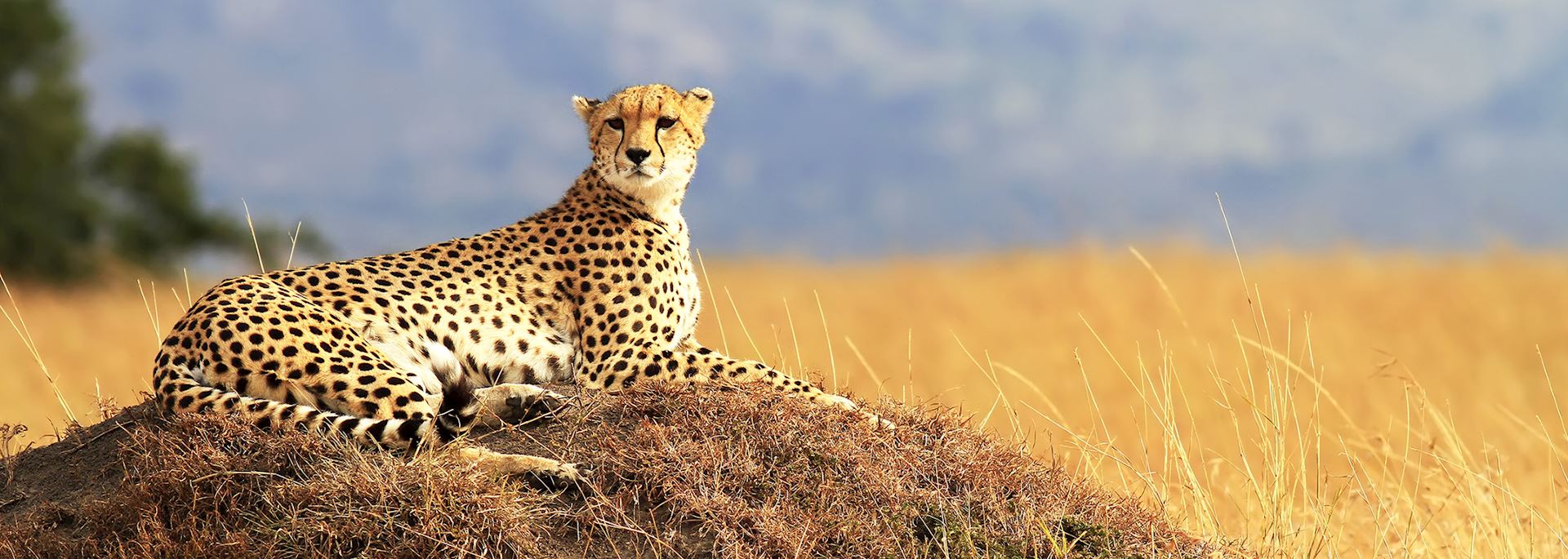 A cheetah in the Masai Mara, Kenya