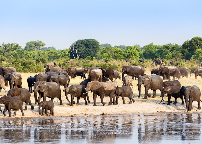 A herd of African elephants drinking at a muddy waterhole, Hwange National Park, Zimbabwe