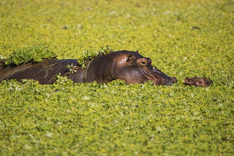 Hippopotamus mother and calf in pond, Botswana