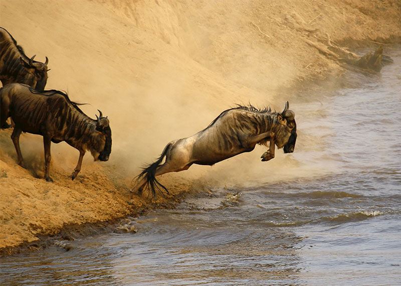 The Great Migration, Tanzania