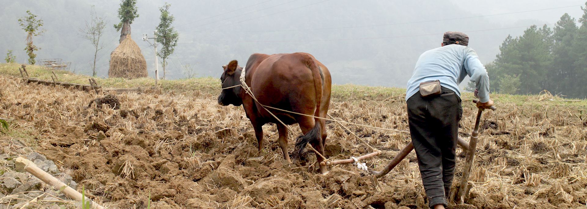 Back to basics with a buffalo and hand pushed plough in Wajiao village, Guizhou province