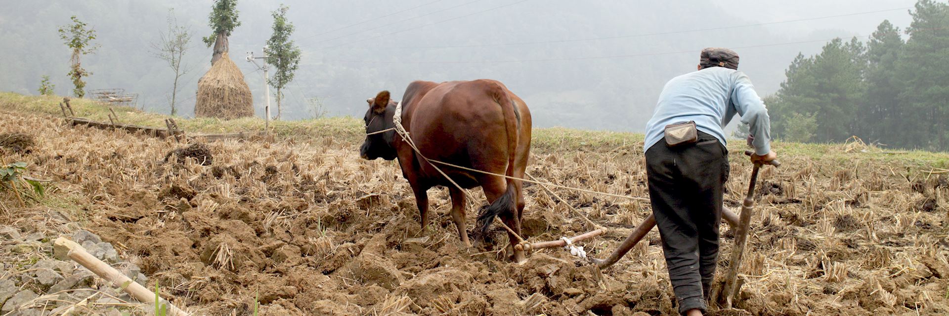 Back to basics with a buffalo and hand pushed plough in Wajiao village, Guizhou province