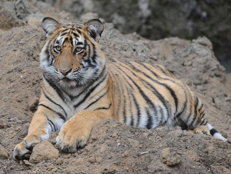 Ranthambhore National Park