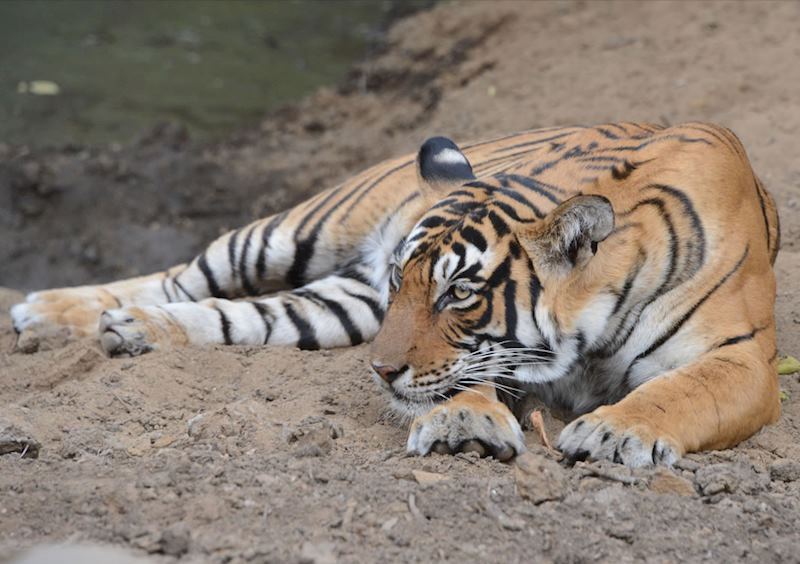 Ranthambhore National Park