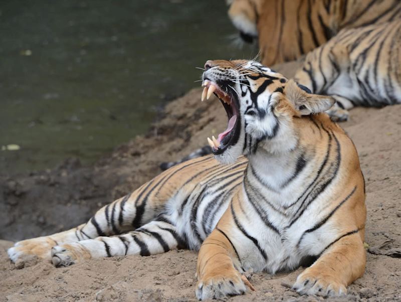 Ranthambhore National Park