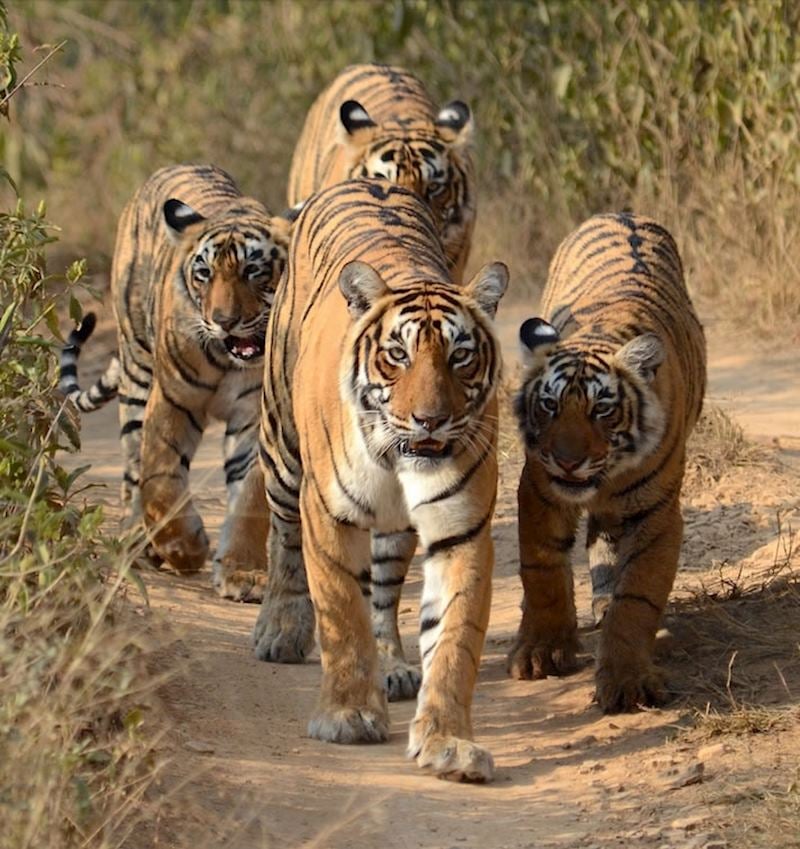 Tigers in Ranthambhore National Park