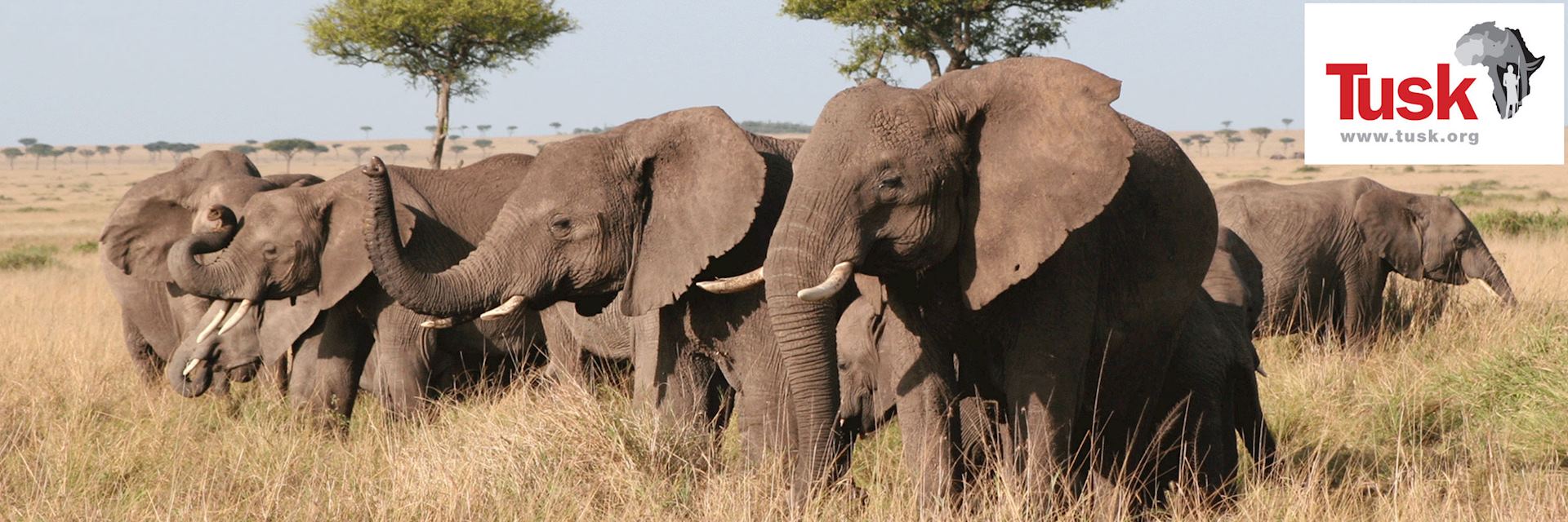 Elephants in Kenya