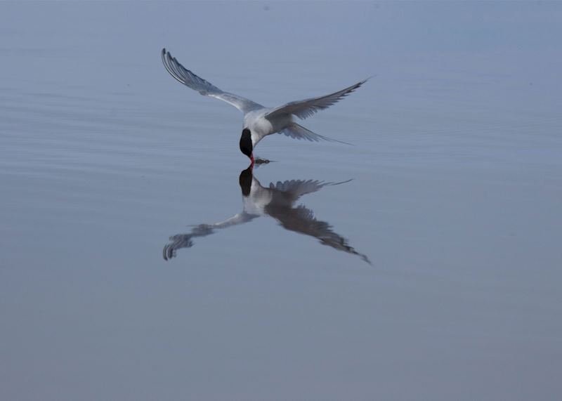 Arctic tern