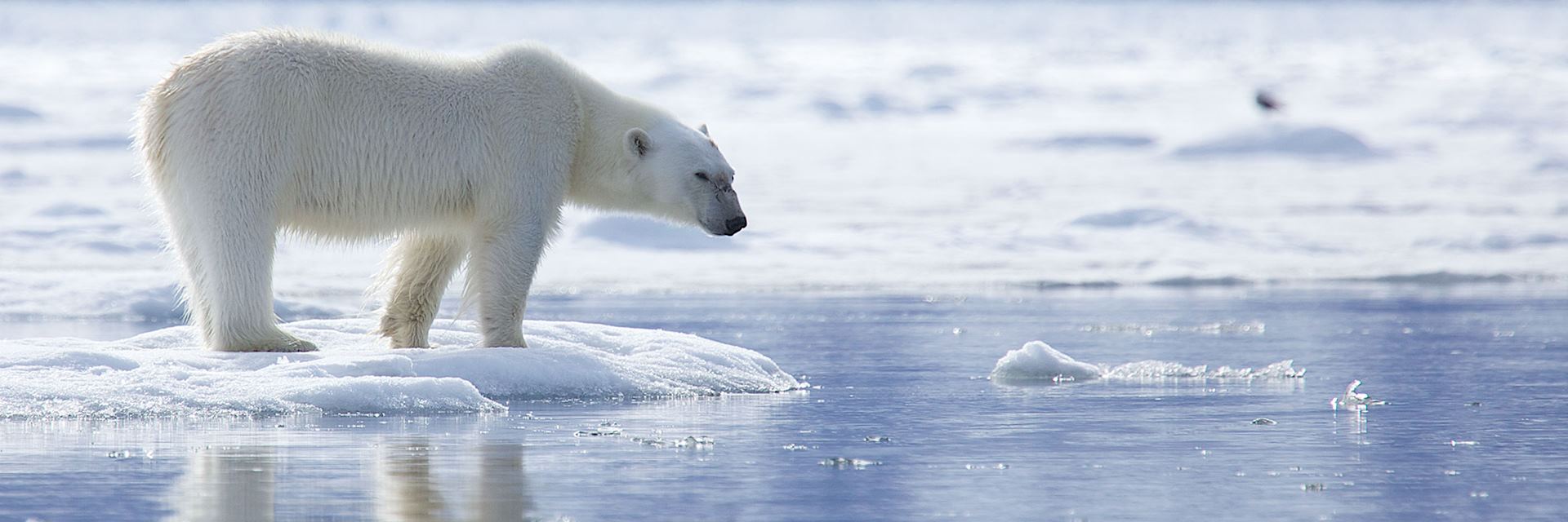 Polar bear on pack ice