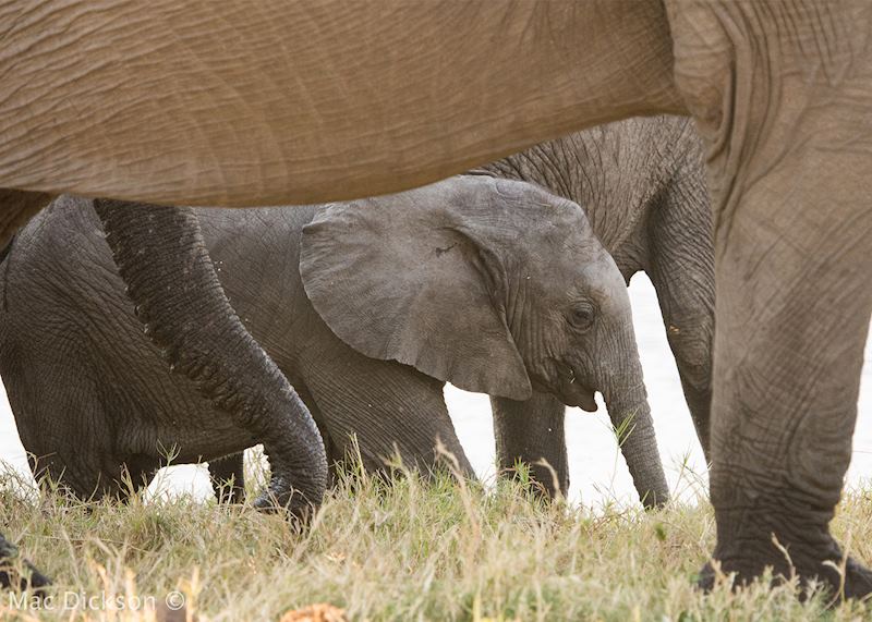 Elephants on safari