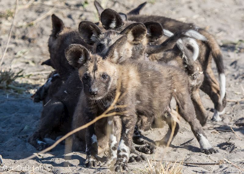 Hyenas