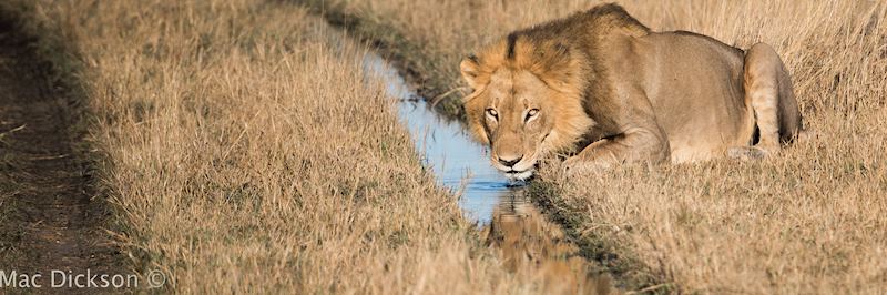 Lion