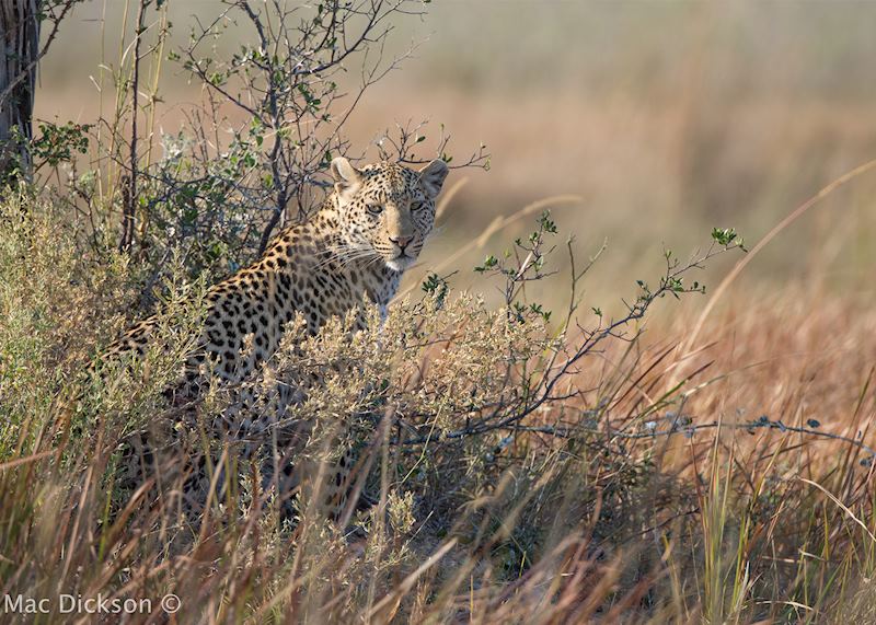 Cheetah at Kwara Camp