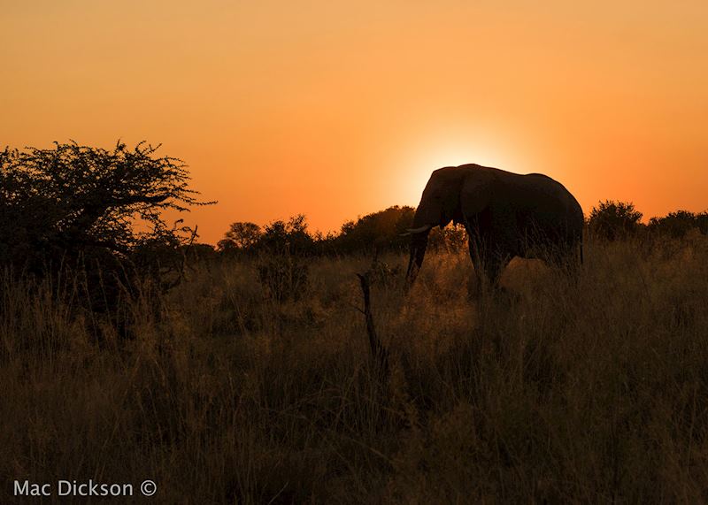 Elephants in Madagascar