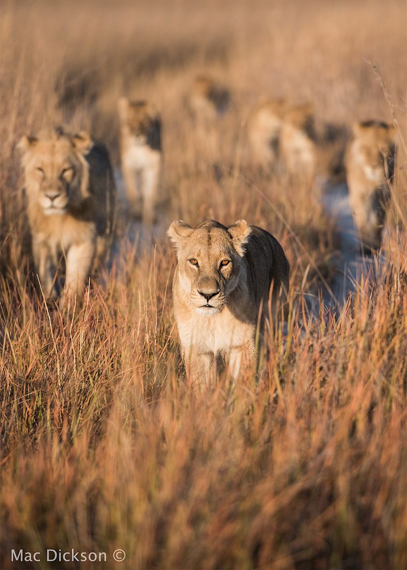 lion